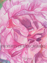 Rose ~ Rose -water color on paper -  5” X 7” - available - Painting by Rita Crossley